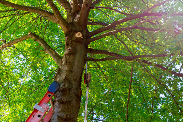 Best Tree Disease Treatment  in Countryside, IL